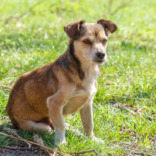 Perro abandonado o perdido