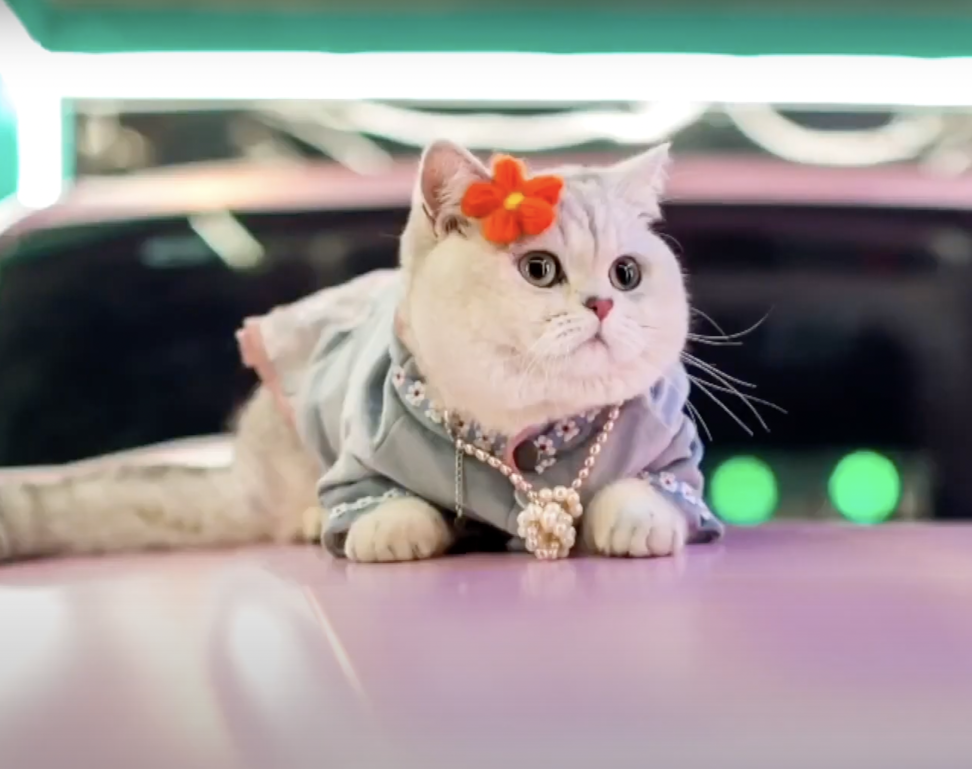 Conoce a Mao Mao, el gato modelo que cobra hasta 1.200 euros por una sesión de fotos (Captura Youku)