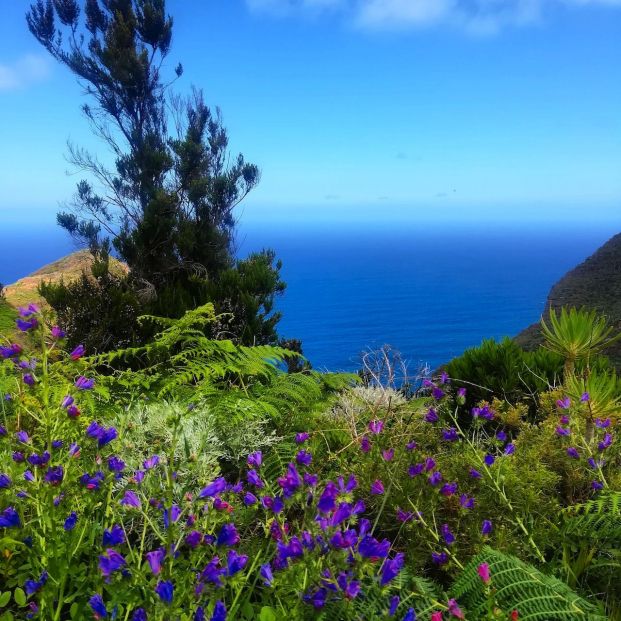 Chinamada en Tenerife (Carlos Losada)