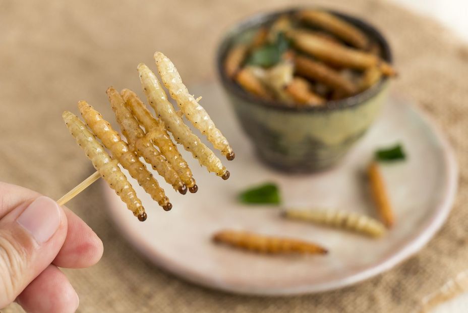 Motivos sorprendentes para comer insectos