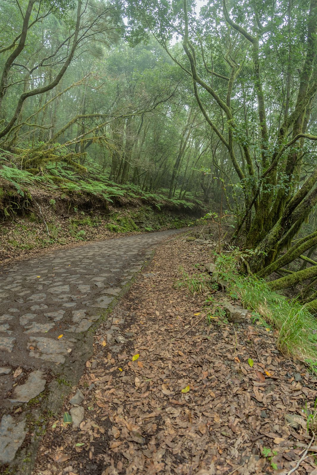 Ruta por los cuatro Parques Nacionales de Canarias. Foto: bigstock 