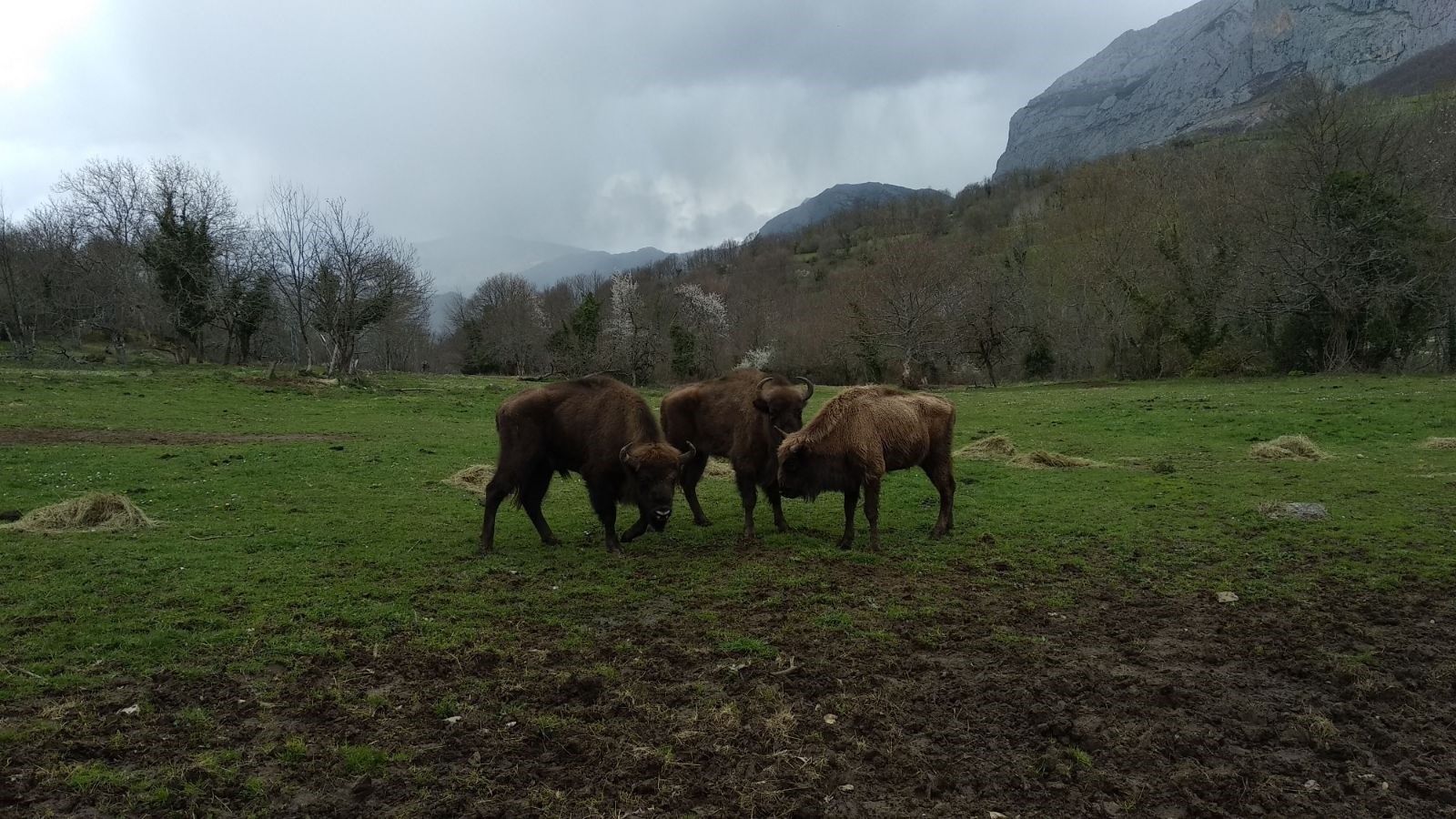 Nace en Jaén la primera cría de bisonte europeo. Foto: Europa Press