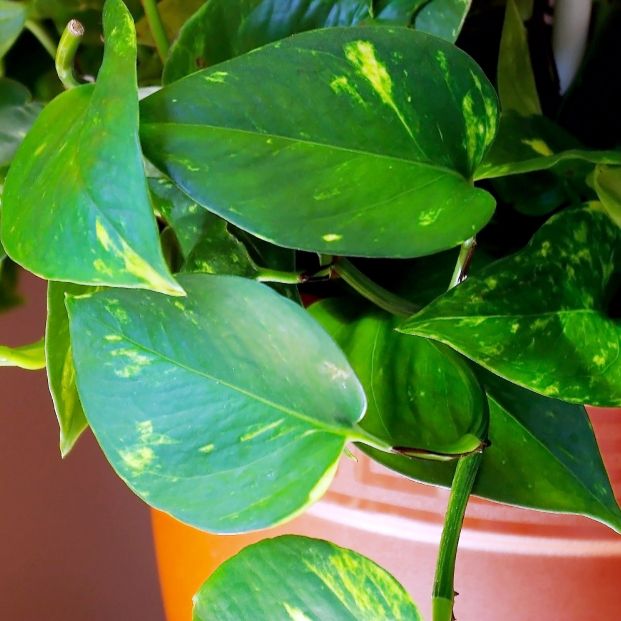 Las mejores plantas para purificar el aire de casa. Foto: Bigstock