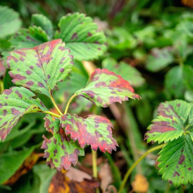 El bicarbonato de sodio también es perfecto para cuidar del jardín