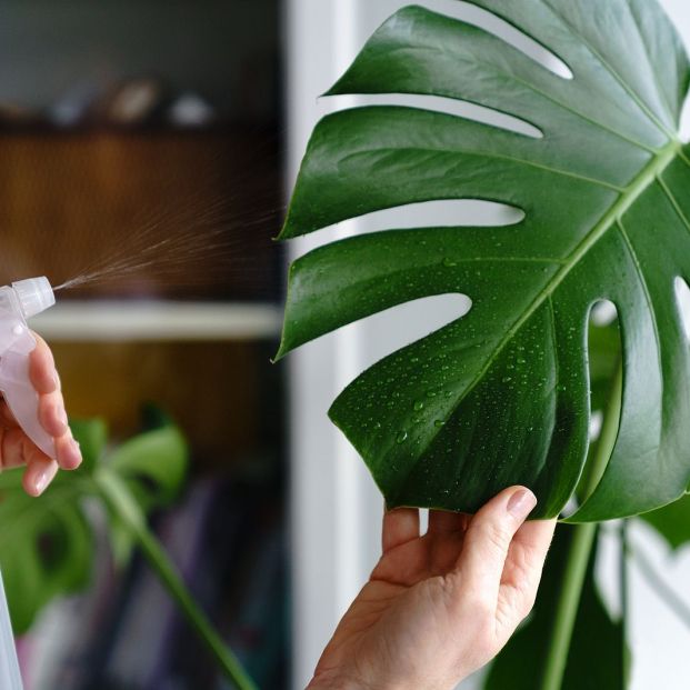 El bicarbonato de sodio también es perfecto para cuidar del jardín