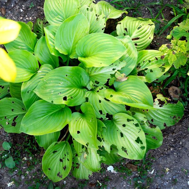 El bicarbonato de sodio también es perfecto para cuidar del jardín