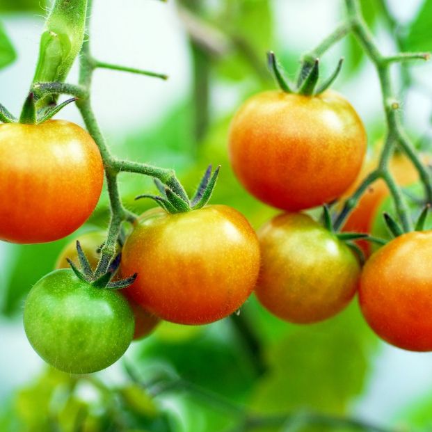 El bicarbonato de sodio también es perfecto para cuidar del jardín