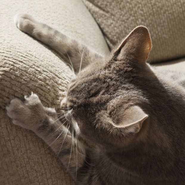 Cómo reñir a un gato para corregir malas conductas