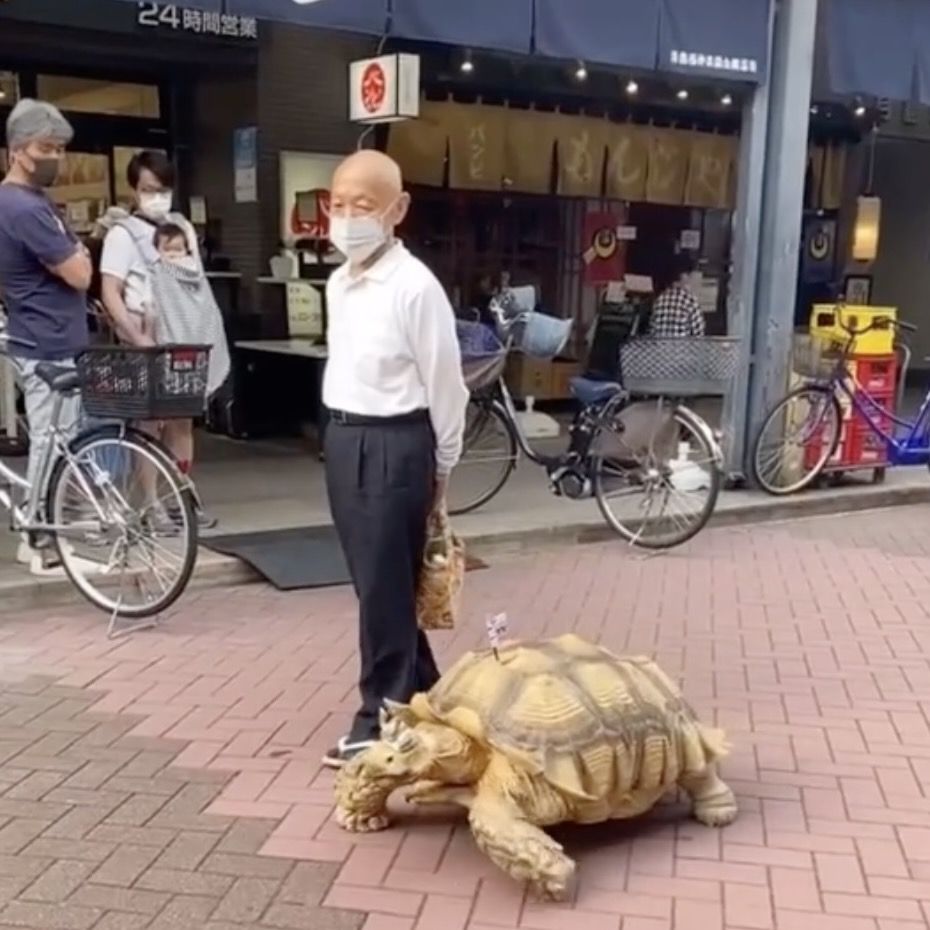 Bon-chan, la tortuga gigante que anima a los clientes de una funeraria en Tokyo