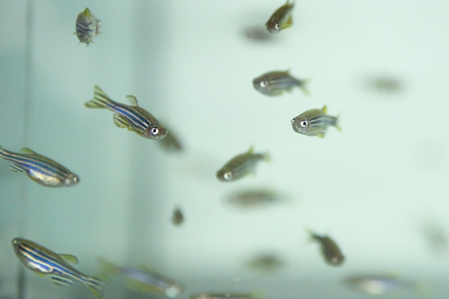 Detectan en peces acumulación de antidepresivos, antibióticos y componentes de cremas solares
