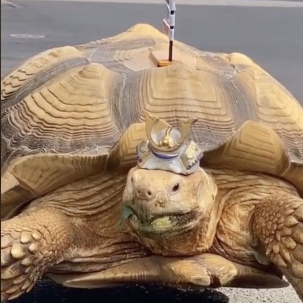 El dueño de Bon-chan le viste con accesorios para salir a dar sus largos paseos