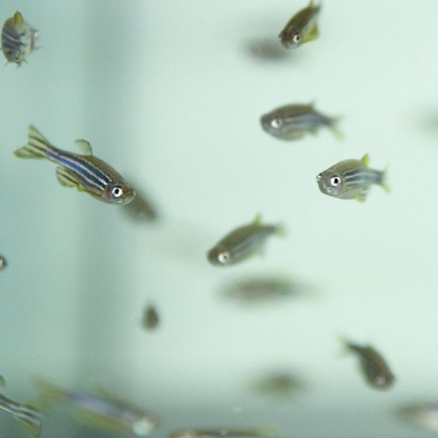 Detectan en peces acumulación de antidepresivos, antibióticos y componentes de cremas solares