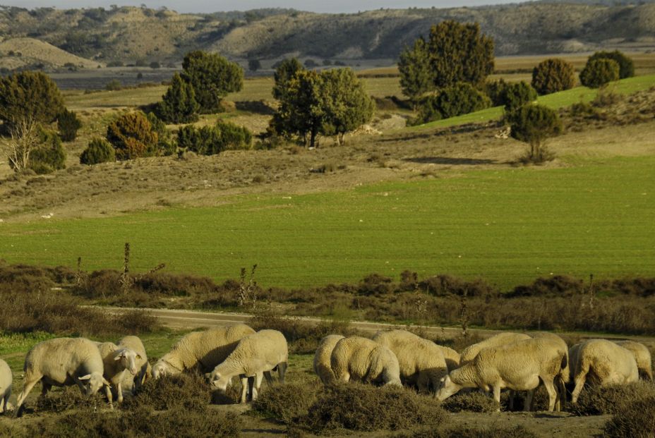 EuropaPress 3732724 ganaderia extensiva monegros