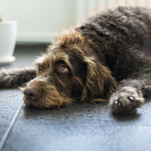 Si tu perro busca lugares fríos para tumbarse está sufriendo un golpe de calor (bigstock)