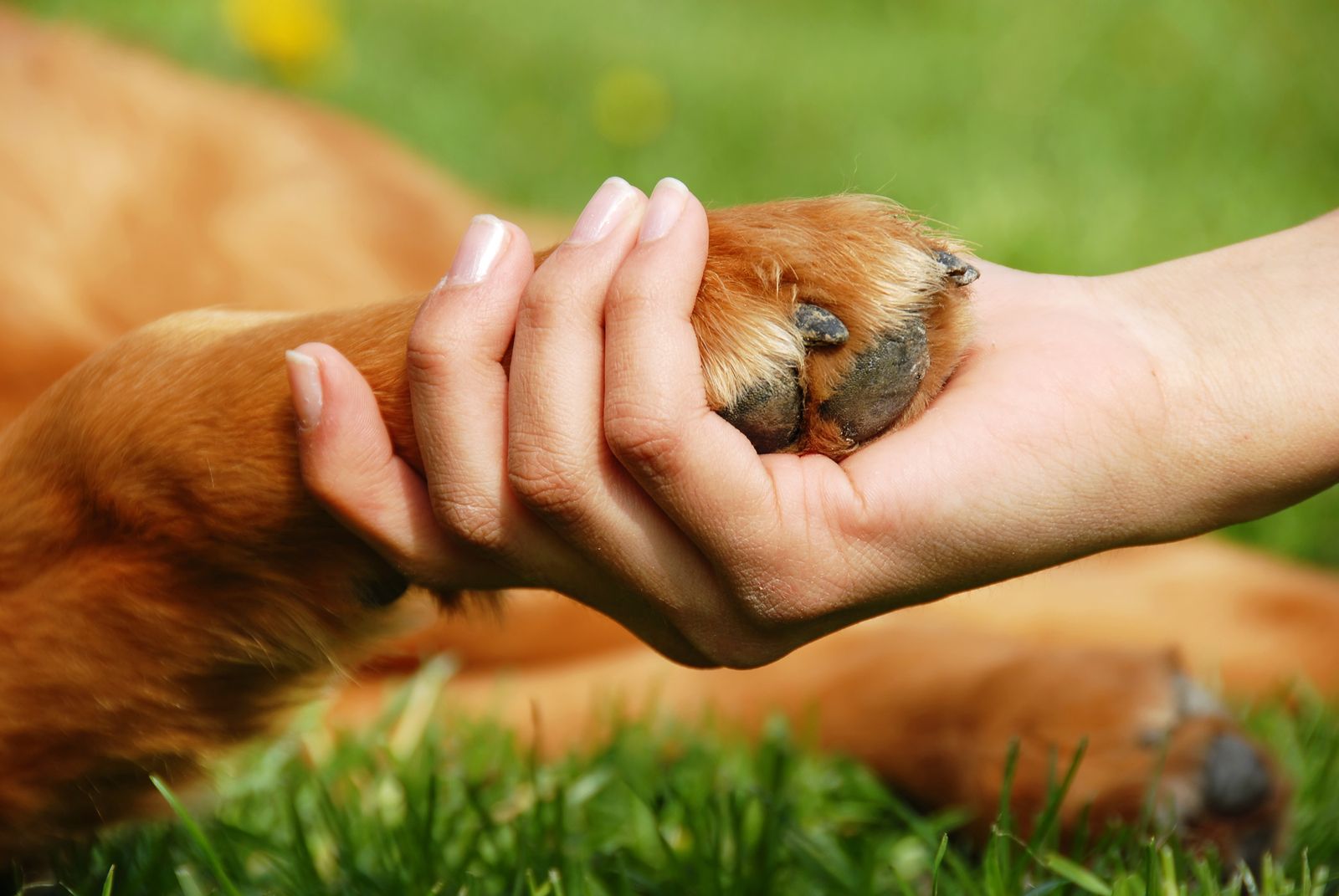 Cuidado de las uñas de tu mascota (bigstock)