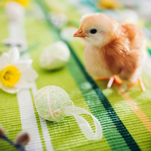 Curiosidades sobre aves domésticas (bigstock)