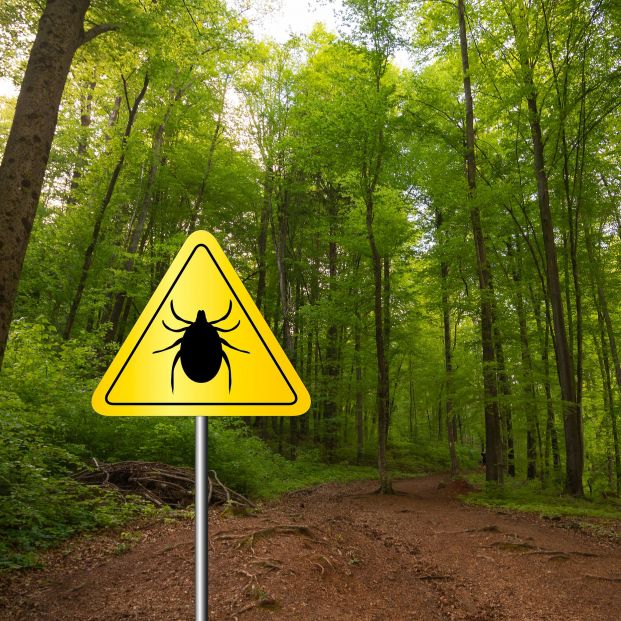 El estudio revela que las garrapatas se encuentran tanto en bosques como en zonas de playa (bigstock)