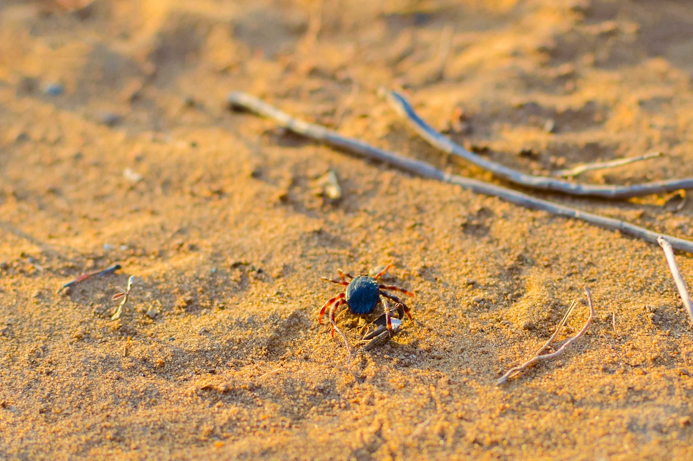 ¡Cuidado! Ahora las garrapatas también están en la playa (foto: bigstock)