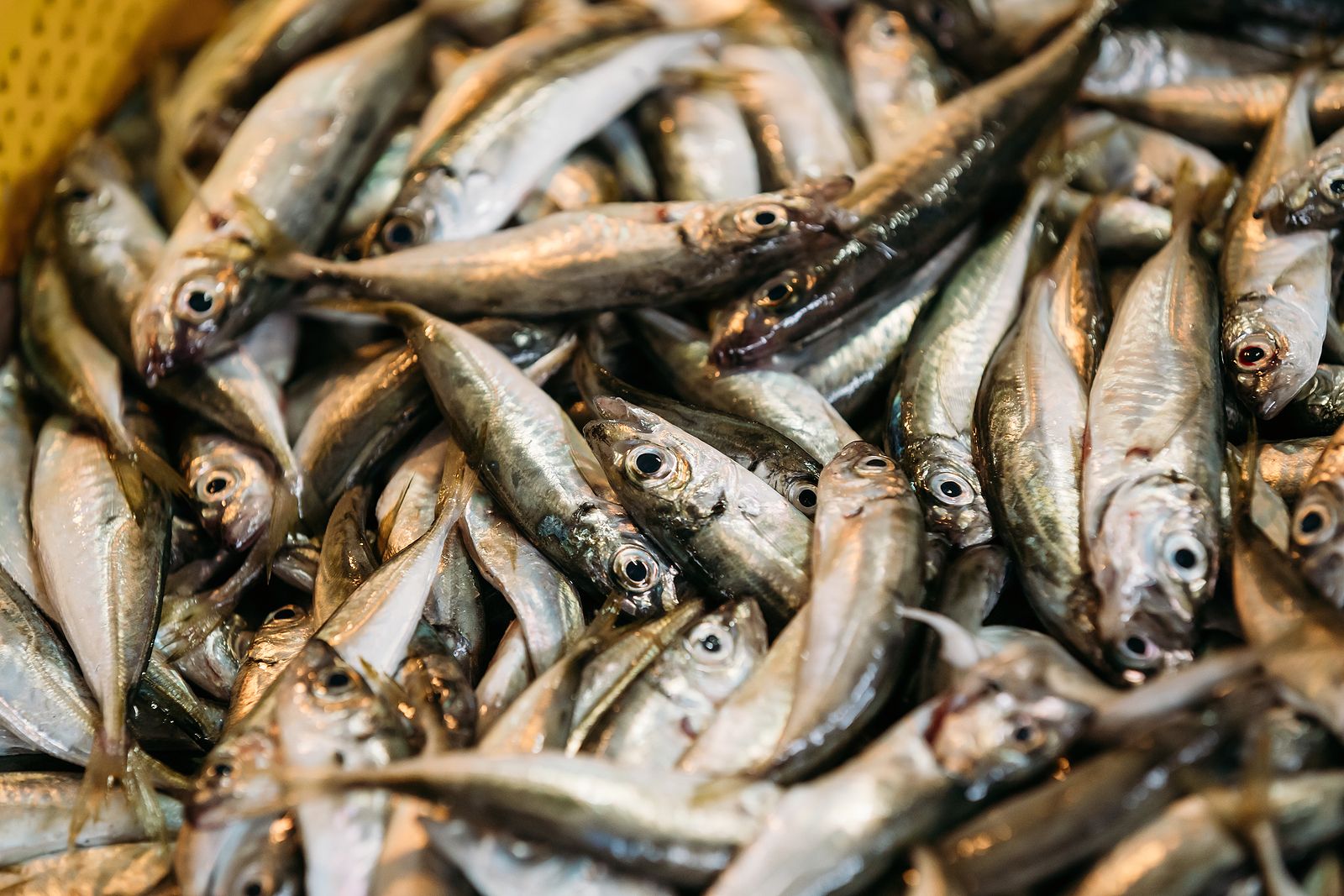 Disfruta de las anchoas con estas recetas. Foto: bigstock