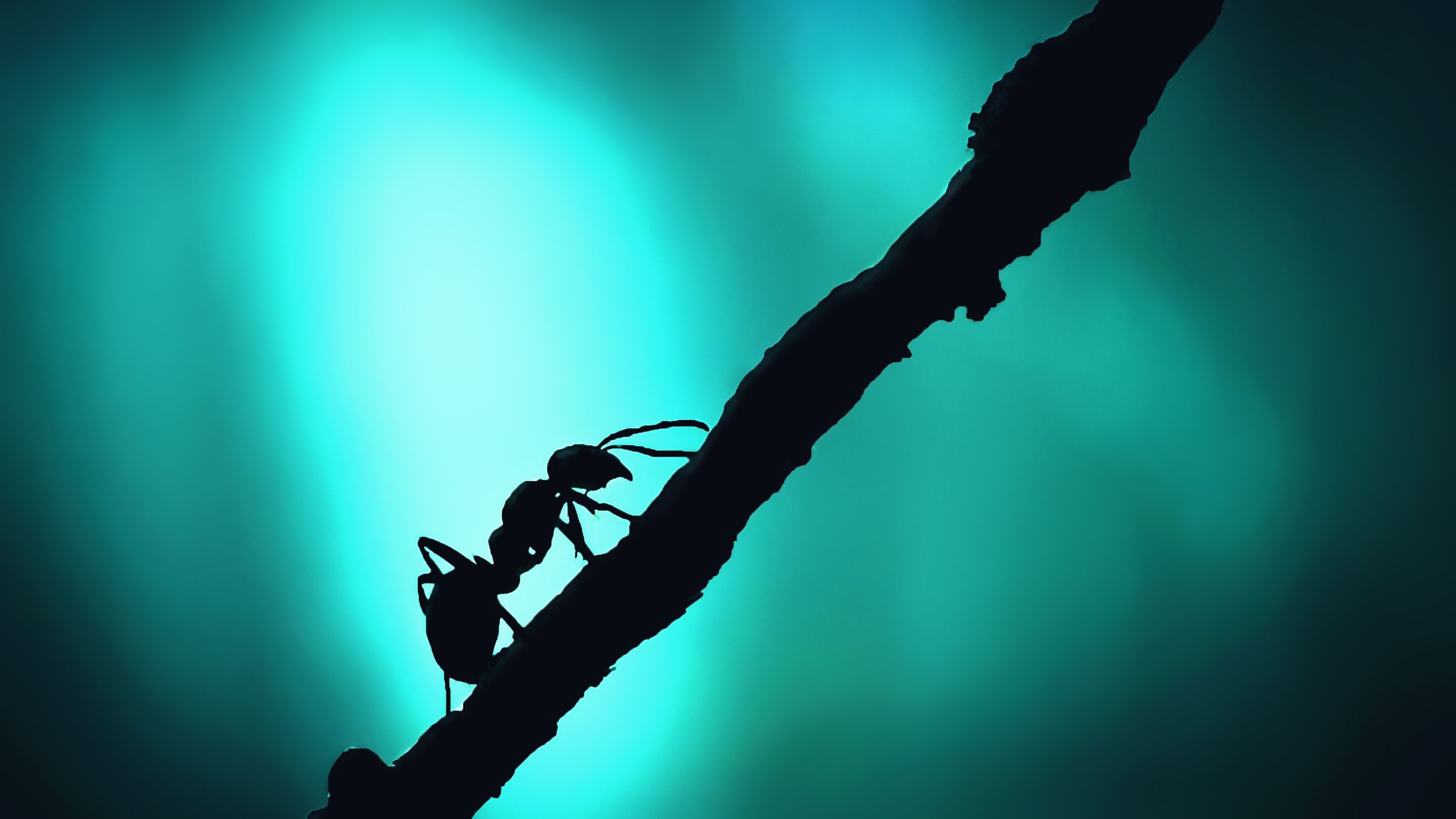 Las hormigas se apoderaron del mundo siguiendo a las plantas con flores