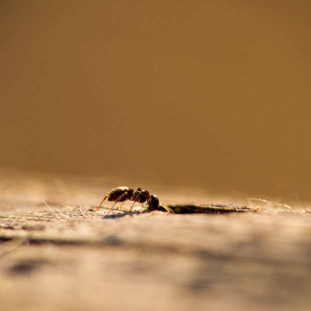 Las hormigas guerreras atacan en masa por la expansión de sus colonias. Foto: Bigstock