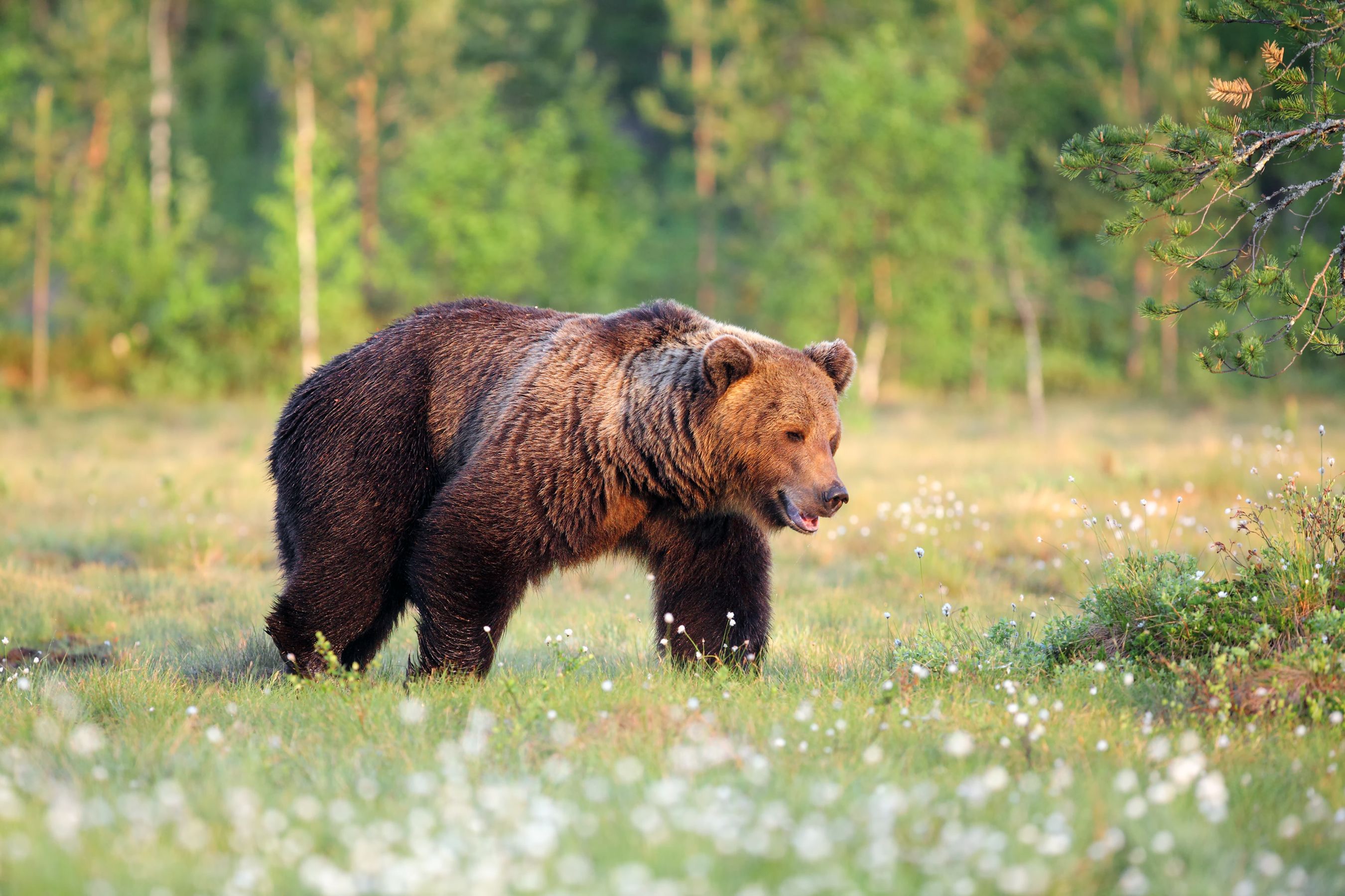 Grave ataque de un oso a una mujer de 75 años en Asturias