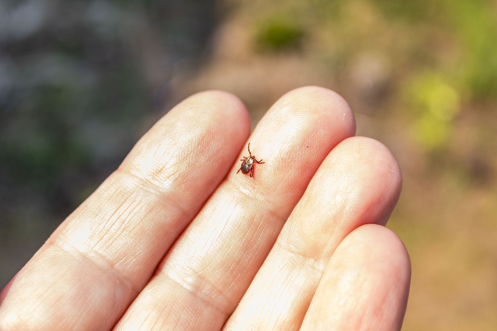 Cómo vestir para que no te piquen las garrapatas (Foto: Bigstock)