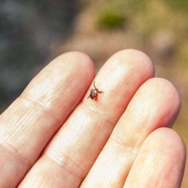 ¿Qué enfermedades transmiten las garrapatas?