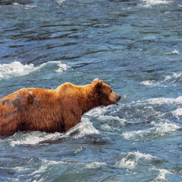 bigstock A grizzly bear hunting salmon  409340899