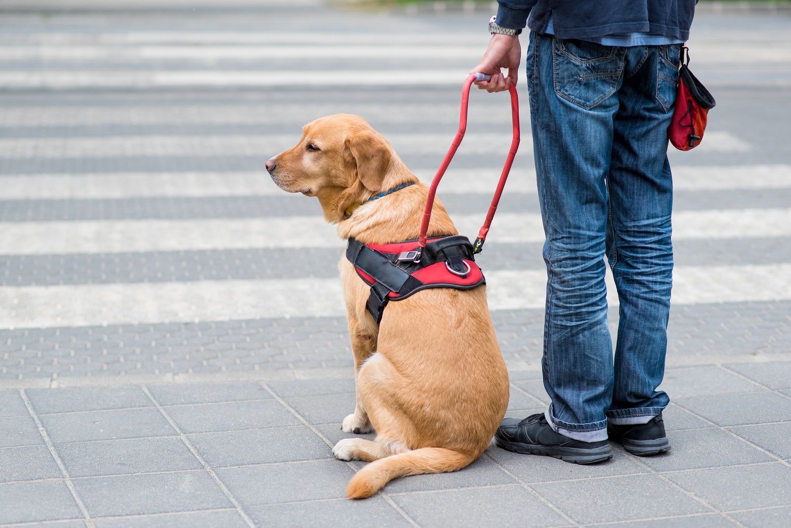 Cuidar un futuro perro guía (bigstock)