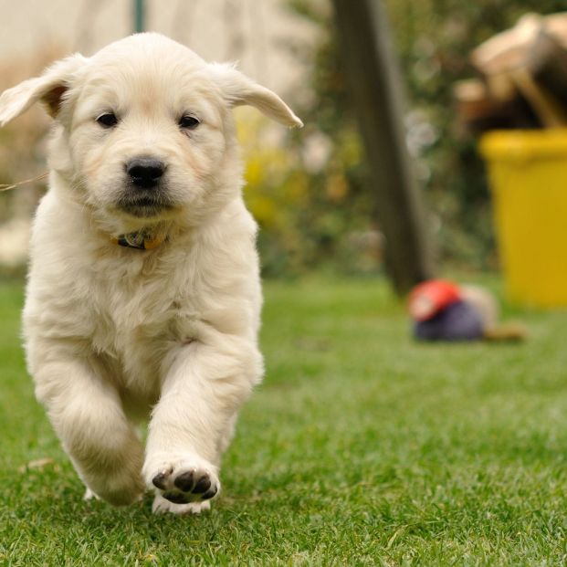  perro guía cuidar cachorro (bigstock Golden retriever)