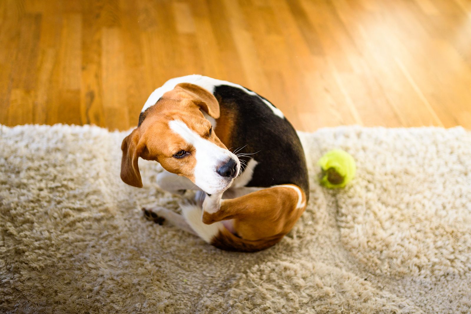 ¡Adiós garrapatas! Remedio casero con naranja y limón Foto: bigstock