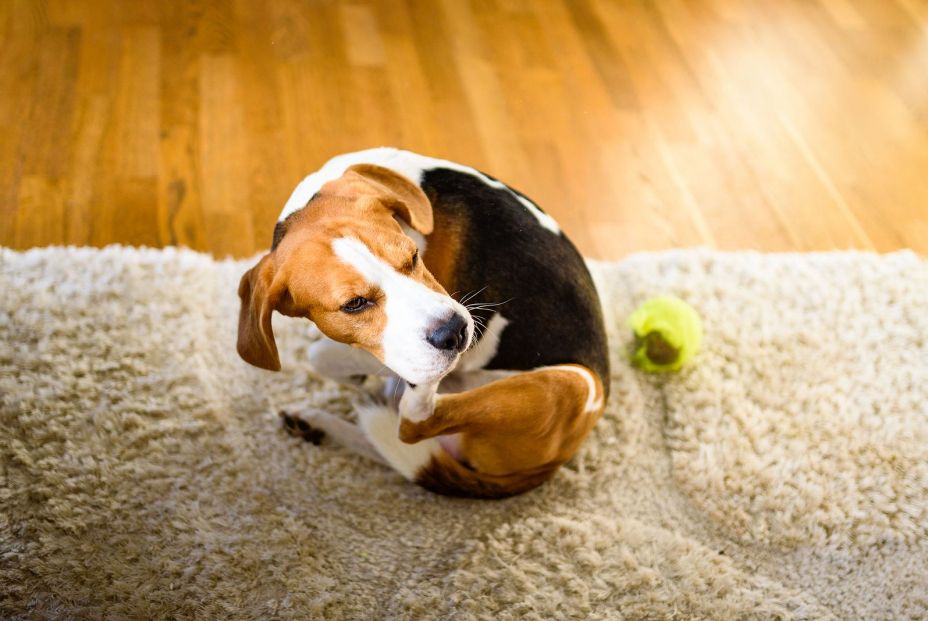 Cuidado con las garrapatas : su mordedura puede causar graves enfermedades como el Lyme Foto: bigstock Cuidado con las garrapatas : su mordedura puede causar graves enfermedades como el Lyme Foto: bigstock