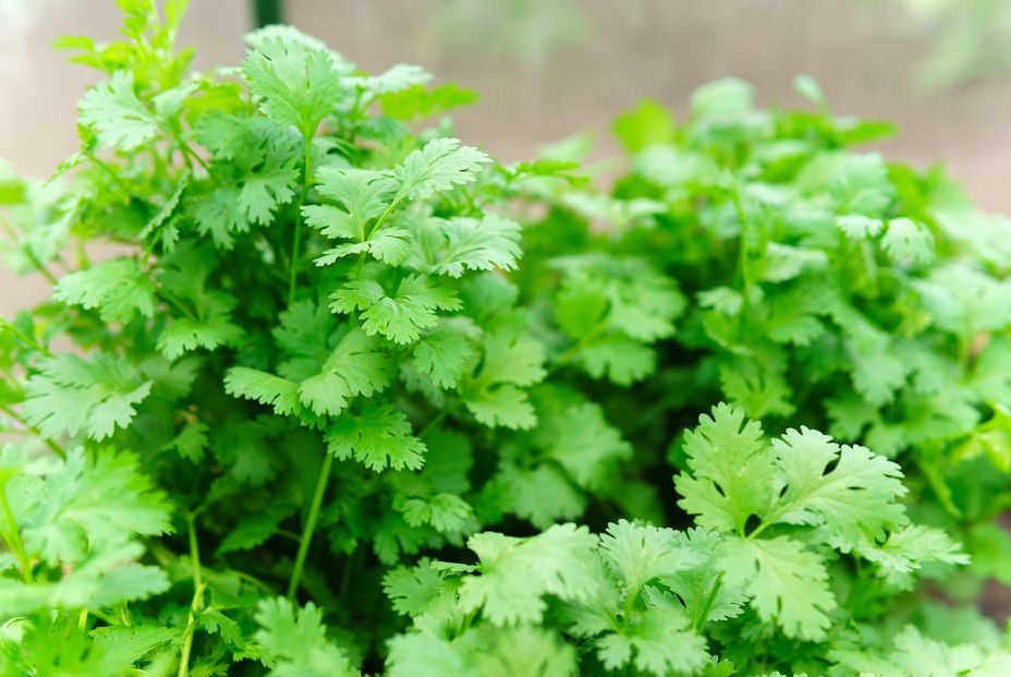 Propiedades del cilantro y usos en la cocina