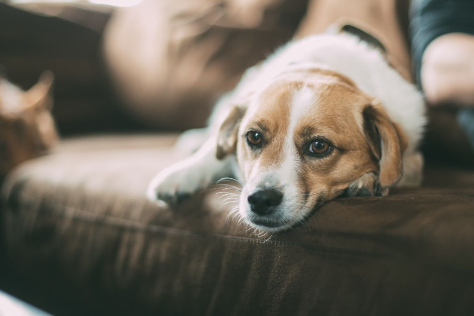 Cómo vigilar a tu mascota mientras no estás en casa