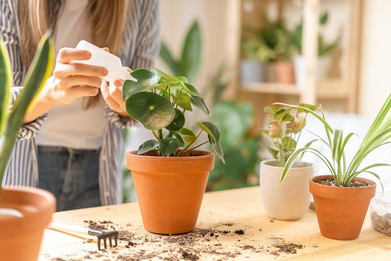 Así puede ayudarte el vinagre con tus plantas