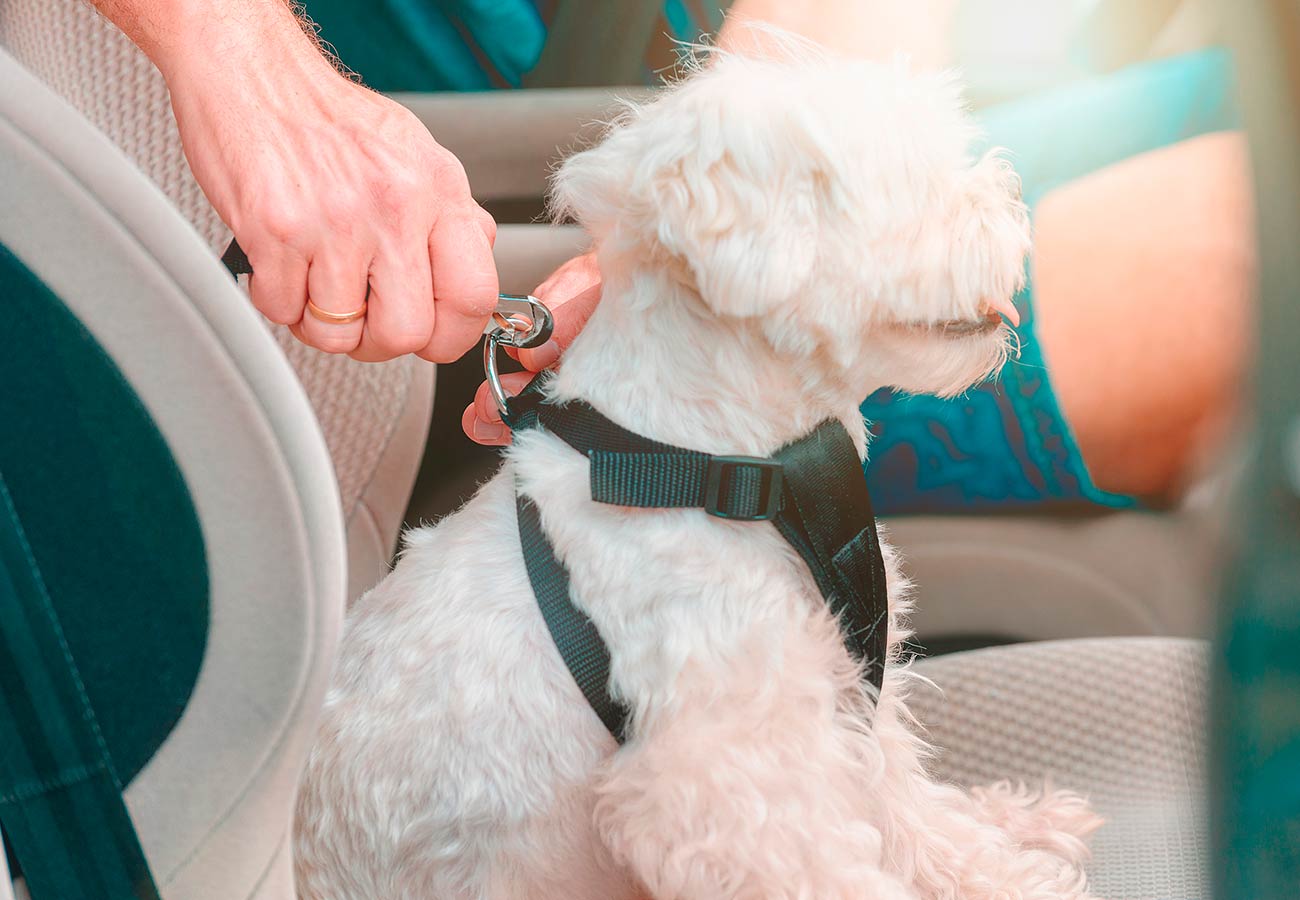 No todo vale para llevar a tu perro en coche: hay multas incluso cuando crees que lo haces bien