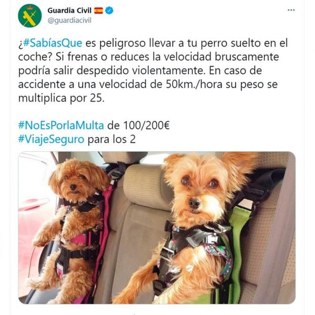 No todo vale para llevar a tu perro en coche: hay multas incluso cuando crees que lo haces bien