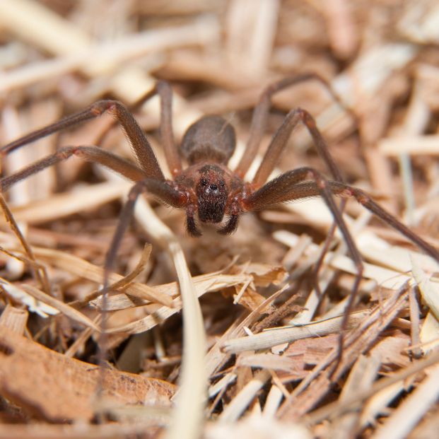 bigstock Brown Recluse a venomous spid 42896422