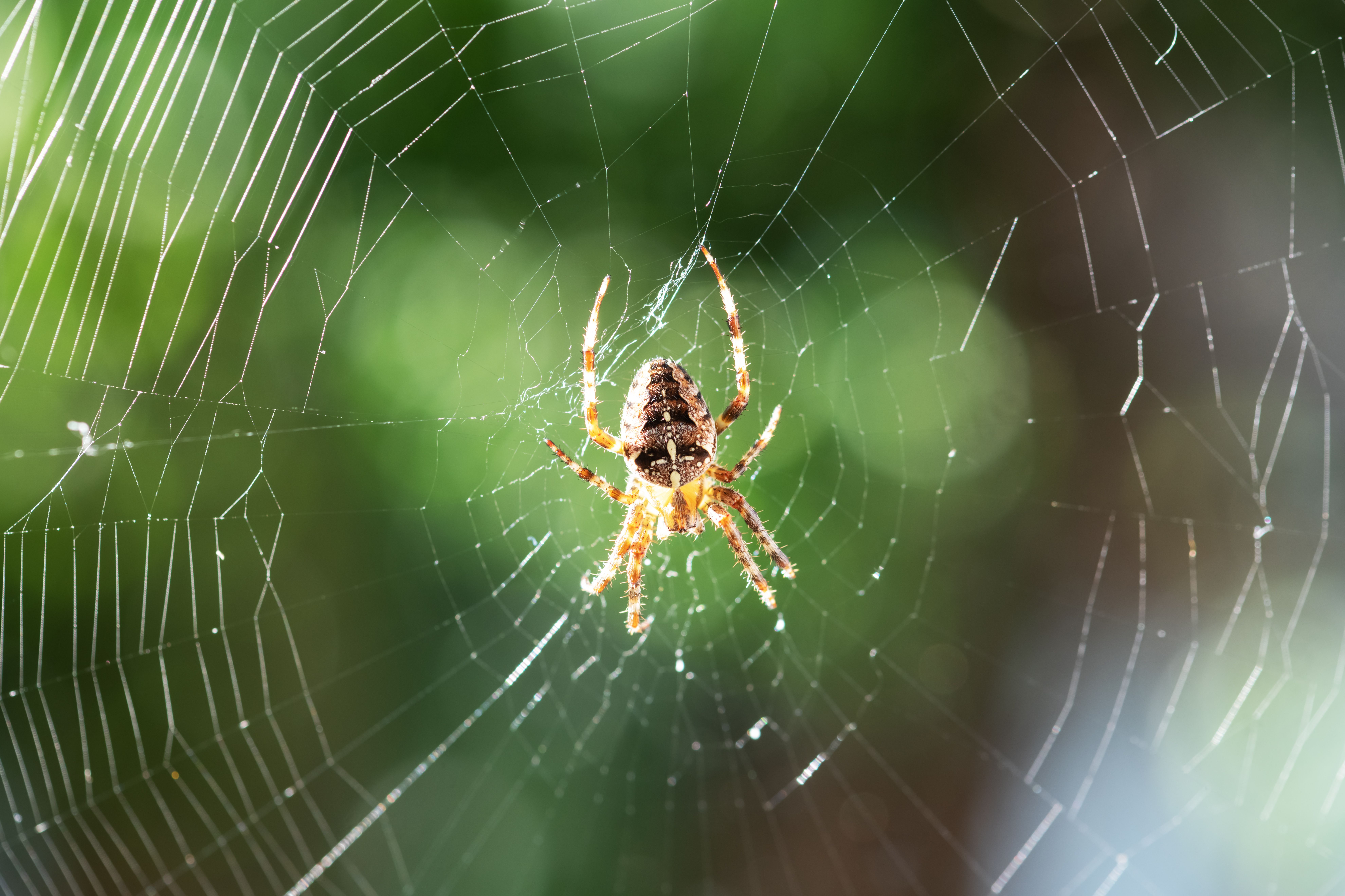 El truco infalible para expulsar a las arañas de casa