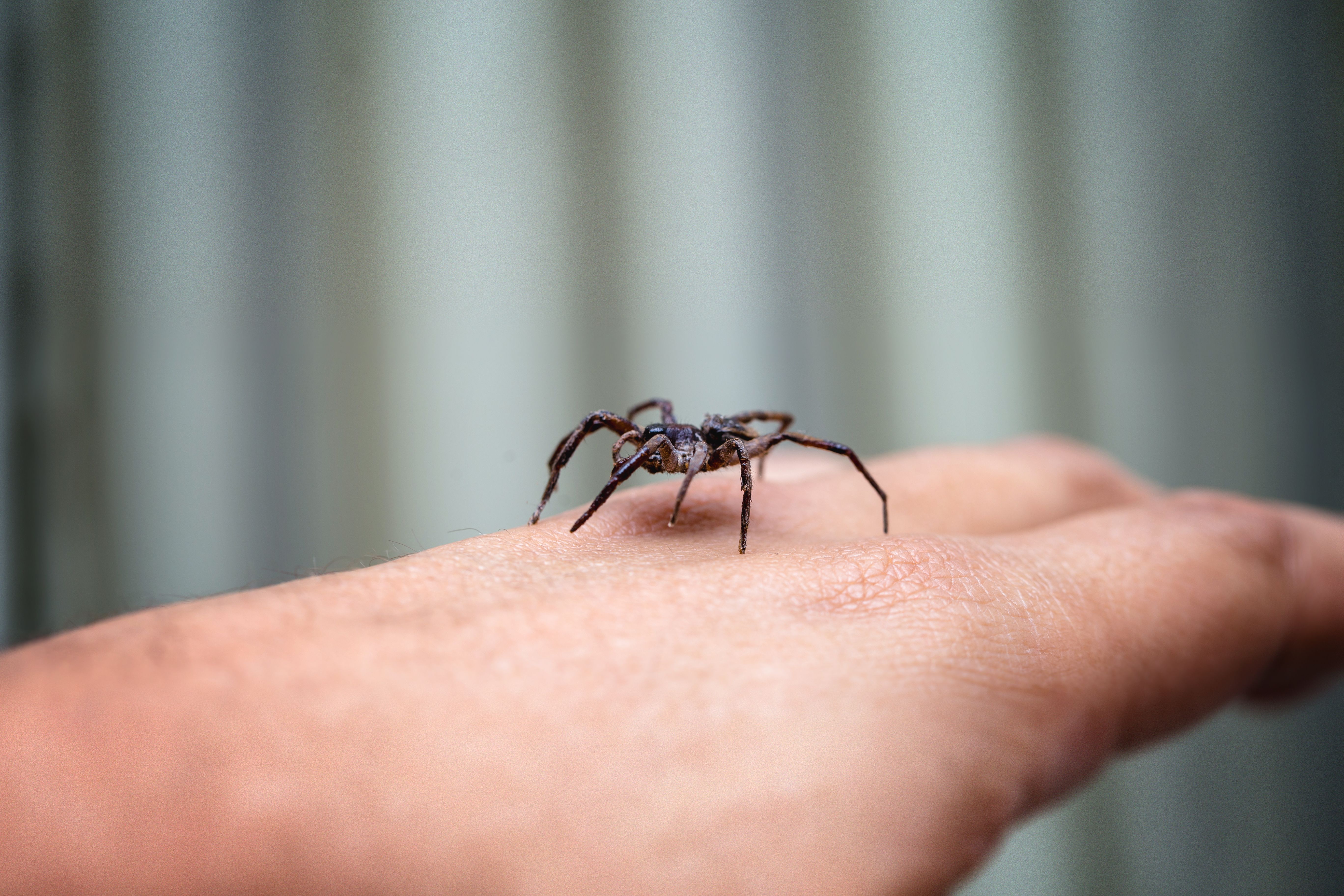 Picadura de araña: ¿Cuánto tarda en bajar la inflamación?