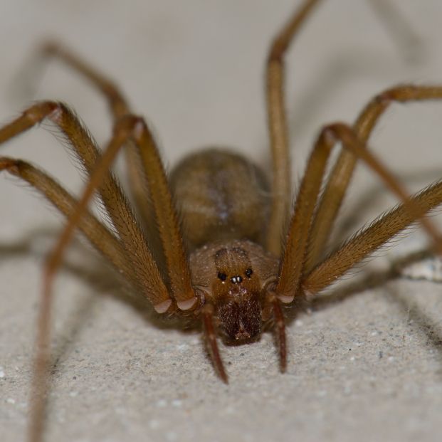 bigstock Mediterranean Recluse Spider L 396302507