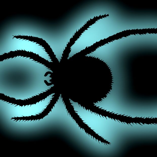 bigstock Black Spider  Latrodectus Mac 1527717