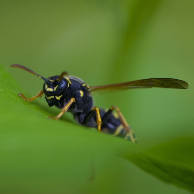 Trucos para evitar las avispas en verano. Foto: Bigstock