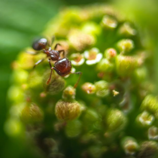 No todas las hormigas son inofensivas, estas son las que te pueden picar. Foto: Bigstock