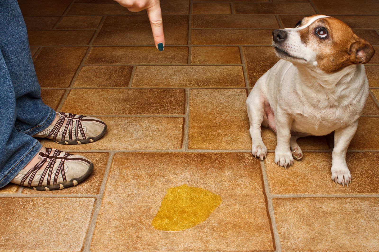 Trucos para que tu perro no haga sus necesidades en casa (bigstock)