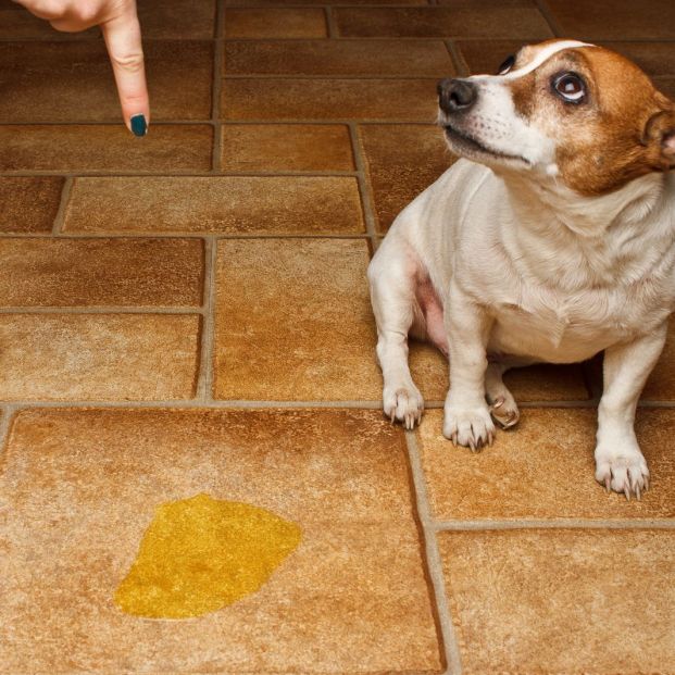 Trucos para que tu perro no haga sus necesidades en casa (bigstock)