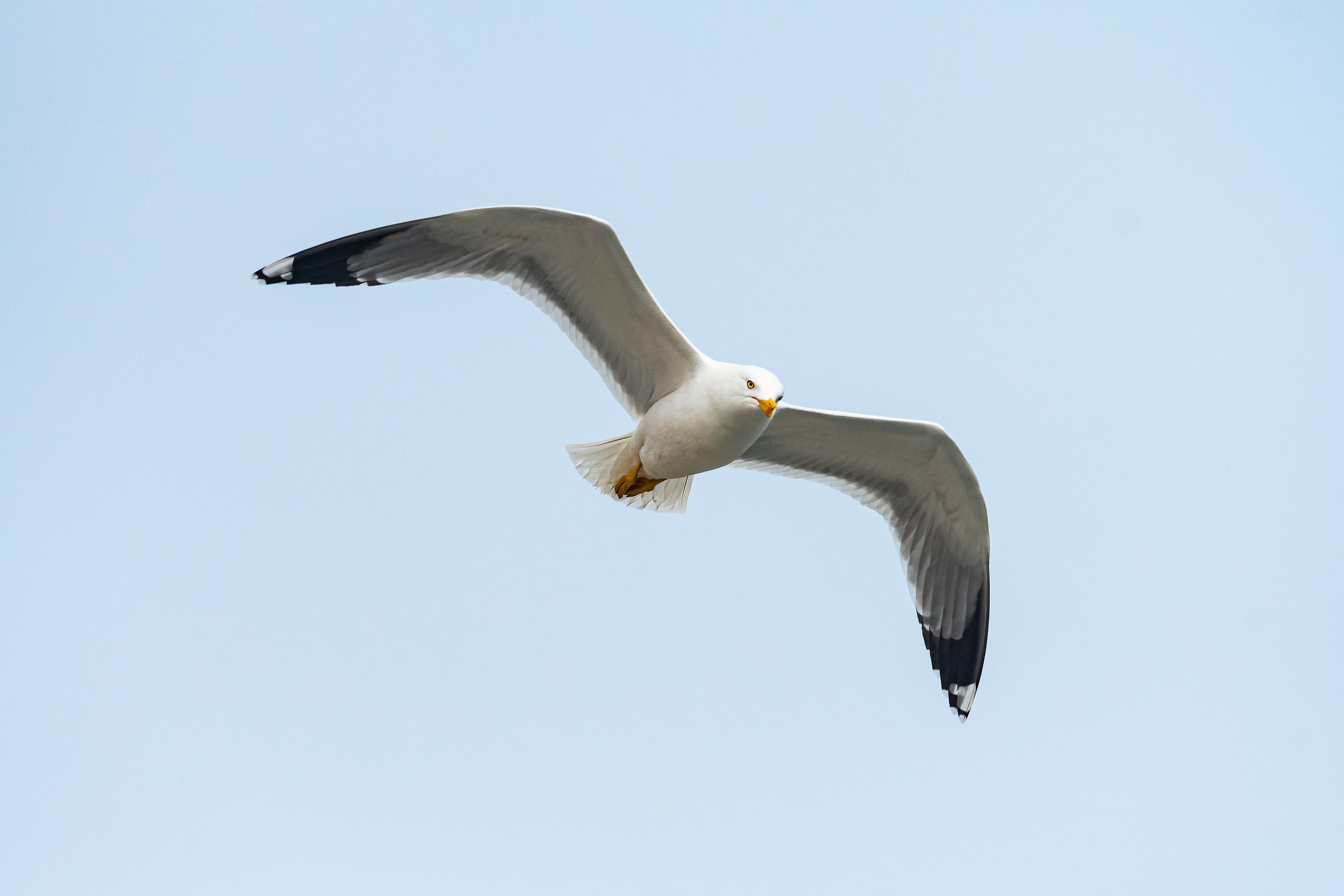 Cuidado con las gaviotas agresivas: recomiendan a los barceloneses ir al cementerio con paraguas (bigstock)