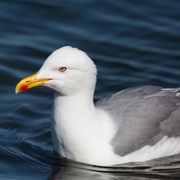 Gaviota patiamarilla o Larus muchachellis (bigstock)