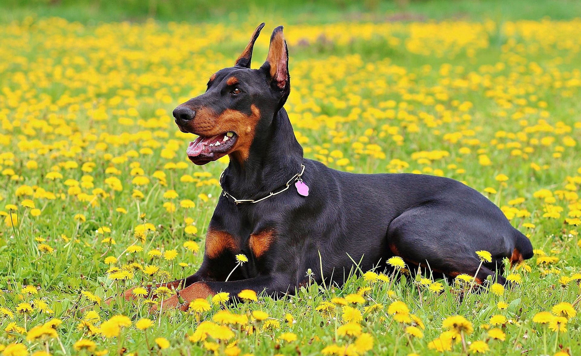El doberman es una de las razas caninas consideradas potencialmente peligrosas (Creative commons)